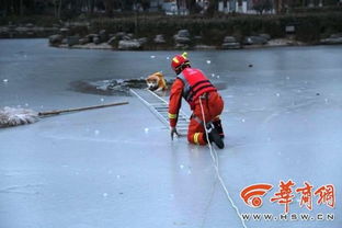 西安女子宠物狗落水 消防官兵爬在冰上救助