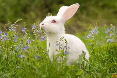 未来一周,生肖兔家里有人员调动,下半年 兔兔 生威