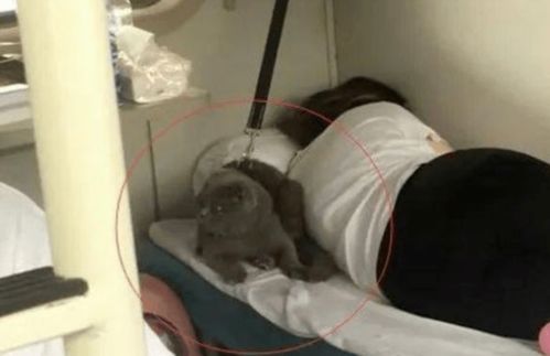 火车上一只蓝猫,被主人固定在床上,乖巧的样子萌翻乘客