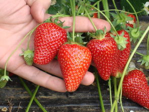 草莓生根用什么肥料好,草莓苗缓苗期可以浇生根剂吗