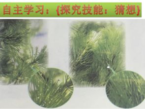 7植物能够利用阳光 