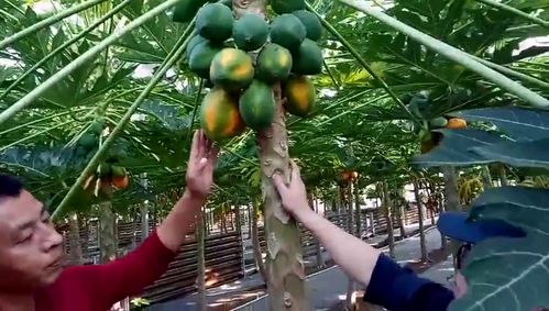 南果北种的木瓜在吉林万昌正开花结果落地生根 