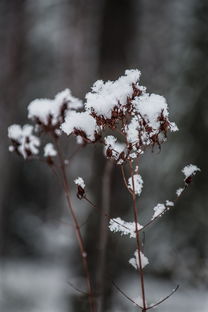 雪落无声，冬意绵长，冬的作文600字