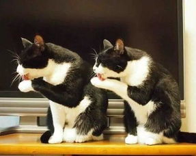双胞胎猫主子,最喜欢的事情就是做模仿秀