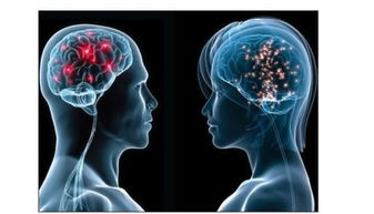大脑对性的反应男女有何不同(男女大脑的相同之处)