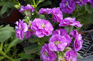 紫罗兰代表什么象征意义,紫罗兰的花语和象征意义是什么？