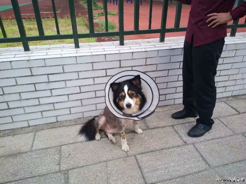 安徽阜阳纵犬伤人将被拘5至10日并罚款 养犬人应主动救治伤者