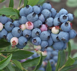 北方零下30度能种的蓝莓 北方适合种什么蓝莓