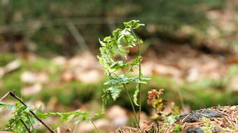 四川露天反季节蔬菜种植（四川春季播