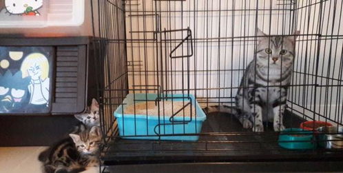 网友买了一个笼子,把猫咪关进去后,它好奇的盯了几眼,然后