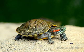 小乌龟怎么养如何创造乌龟适宜的生活环境