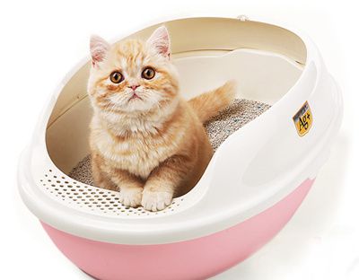 猫咪为什么会吃猫砂 可能是缺少微量元素,提醒你该换猫粮了