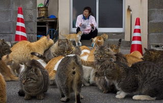 萌猫成群 探访日本猫比人多的猫岛 