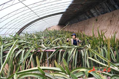 大棚里种起了水果 蔬菜 中药材 特色种植助农民增收