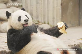 咬合力排名第五的大熊猫,其实也有着温柔的一面 