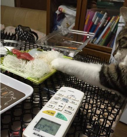 听说这是日本猫才拥有的超能力,网友 还有这种操作 橘猫 哦