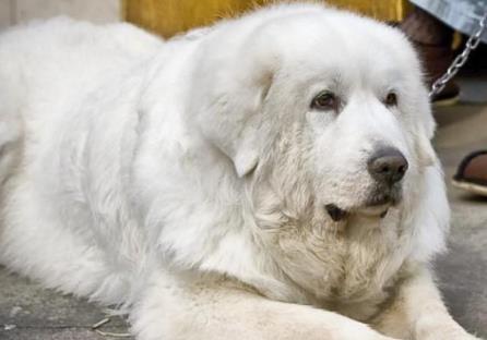 大白熊,一只具有王者气势的狗,你认识吗