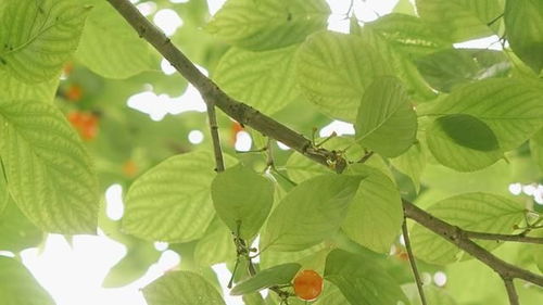 9月初,花开花落,缘起缘灭,情深意浓,难以忘怀,终和好如初 处女座 白羊 射手座 缘起 白羊座 网易订阅 