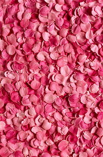 新鲜粉色玫瑰花瓣的作用？