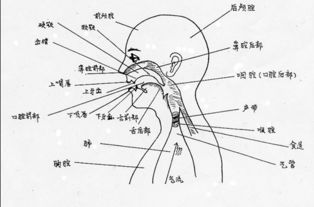 如何快速练好英语发音