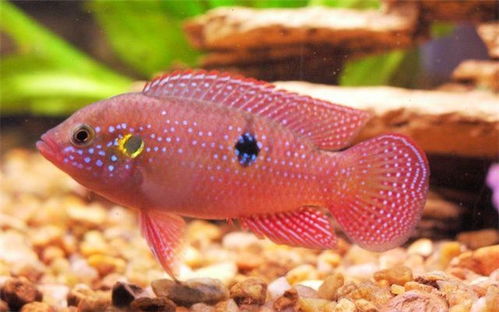 红宝石鱼可以和什么鱼混养？