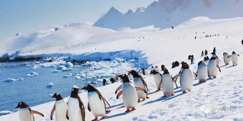 为何北极没企鹅 80年前放养北极的69只企鹅,现在怎么样了