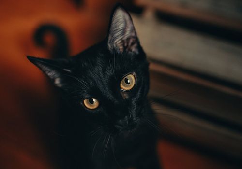 在民间传闻中,养黑猫不吉利是怎样的说法 在家里养猫咪有哪些好处