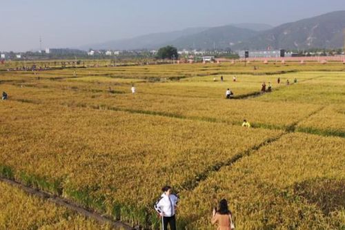 太原稻田公园交通指南 附停车指南 (太原市公园免费停车场推荐)