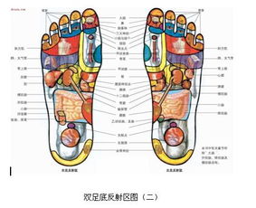 腳底穴位圖 高清