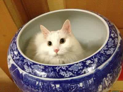 猫咪能吃粥吗 