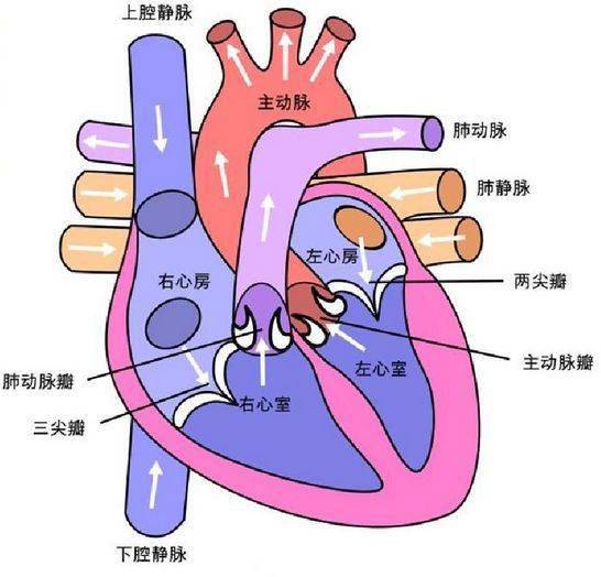 高血压是怎样一步步弄坏心脏和血管的