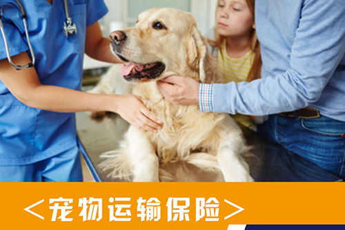 广州宠物跨省托运一般多少钱,宠物物流价格