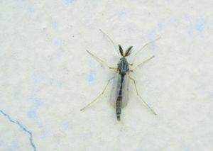 这是什么虫子啊 天花板灯周围全是 喜欢在墙壁上和灯亮的地方 不是蚊子 