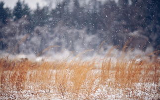 雪花飘飘