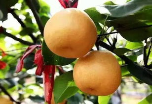 最早的梨几月份成熟 各种梨成熟时间表