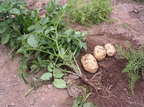 土豆苗可以移栽吗,土豆种密了,可以移栽吗？