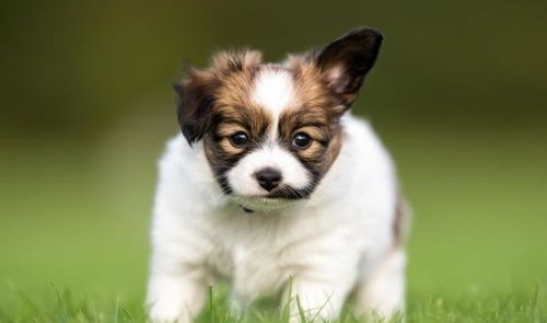 世界上6种最小可爱的宠物犬 看完后被它 萌翻