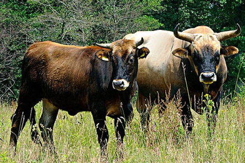 生肖牛的一生命理 知命还是认命,家里有属牛的速看