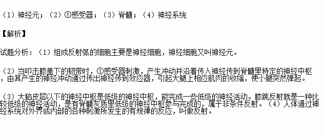 下图为反射弧模式图.请据图回答 1 组成反射弧的细胞主要是神经细胞.神经细胞又叫 . 2 做膝跳反射实验时.要叩击膝盖下面的韧带.这是因为反射弧的 位于该部位 