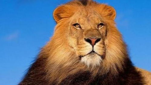 动物交配六亲不认 小雄狮成为狮群的王,会发生近亲繁殖的现象吗