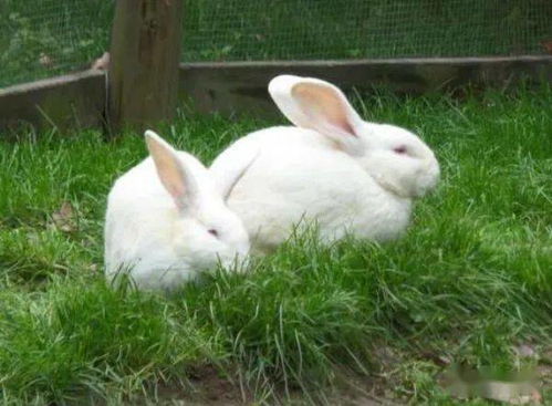 公羊兔好养吗公羊兔是一种肉用兔品种？