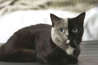 法国 双面猫 模样倾倒众生 盘点长相奇异的动物 
