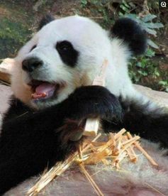 旅泰熊猫二胎没了,这对熊猫在墨西哥生七只小滚滚 
