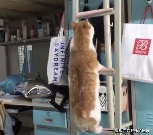 为什么宿舍里不让养猫