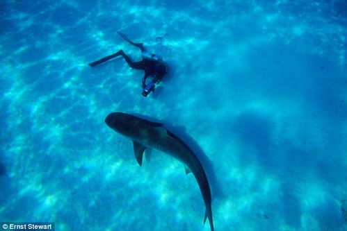 澳大利亚20岁女孩与鲨鱼共舞 同游十余年 图