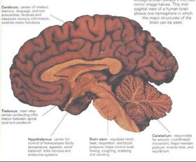 脊椎动物的神经系统包括哪些部分,各处的作用是什么 