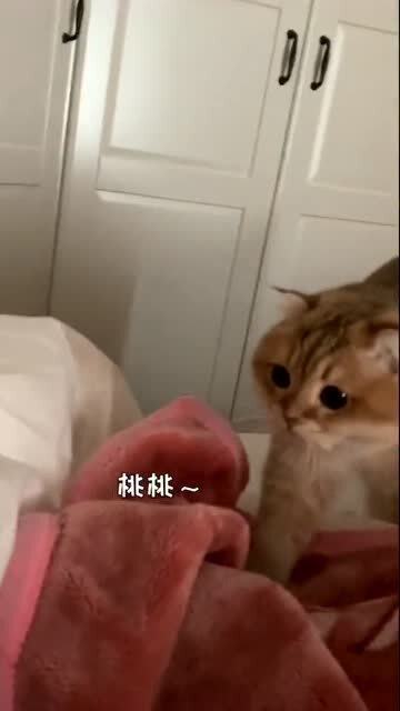 人生建议 别和猫一起睡,非要睡也千万别半夜起来看它在干嘛 