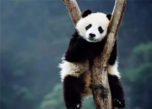 肉食动物为何不敢吃大熊猫 专家 你看上古时期熊猫叫啥就明白了