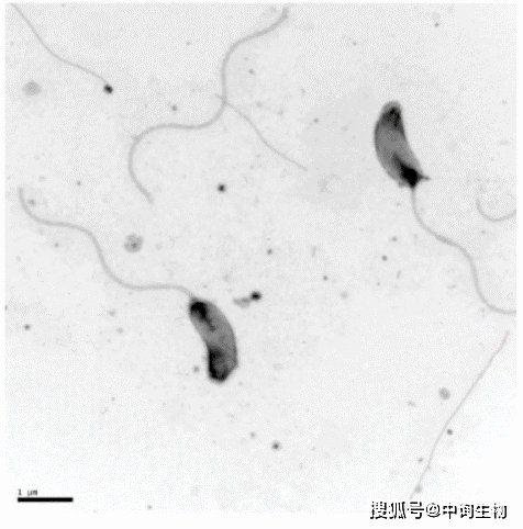 杀弧菌,用什么 中询生物 蛭弧菌,养虾界的杀手锏