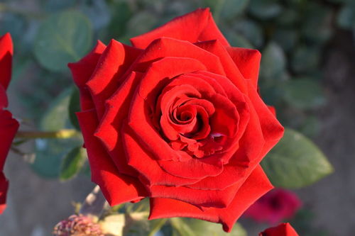 6支红玫瑰花代表什么,的花语，6朵红玫瑰代表什么意思？